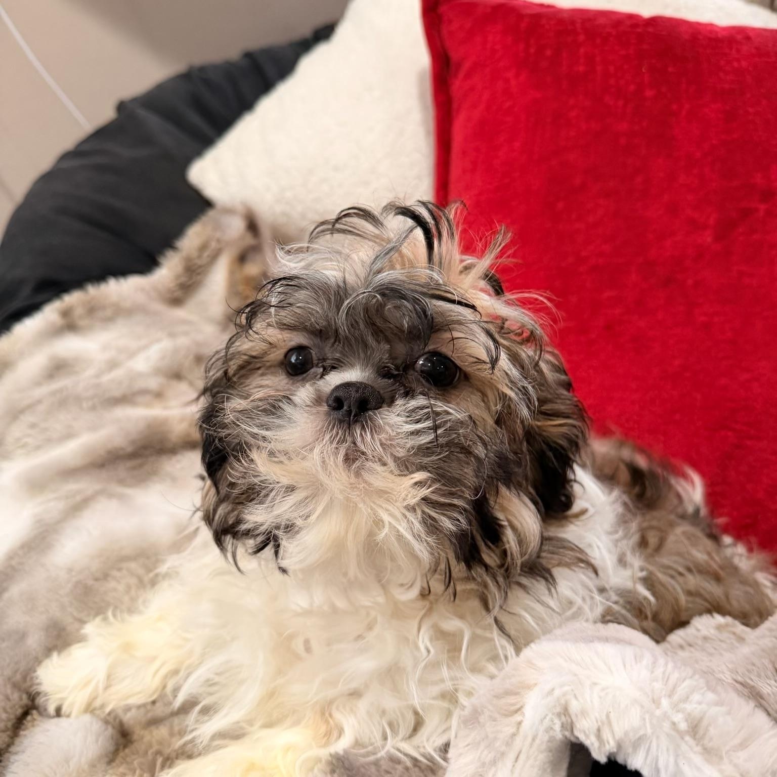 Waylon , adopted, Puppy Male Shih poo.