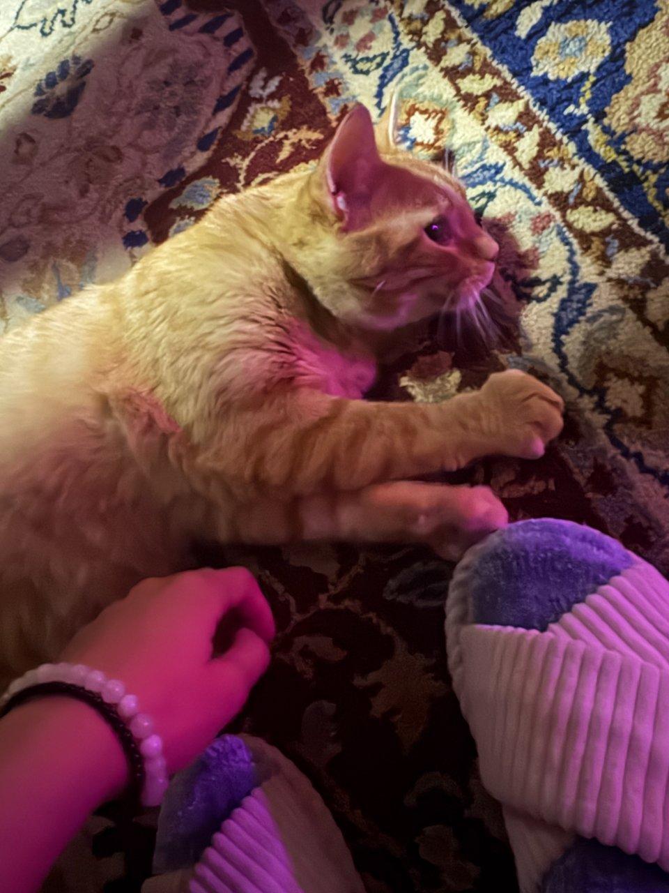 Onigiri, Adoptable, Adult Male Domestic Short Hair.