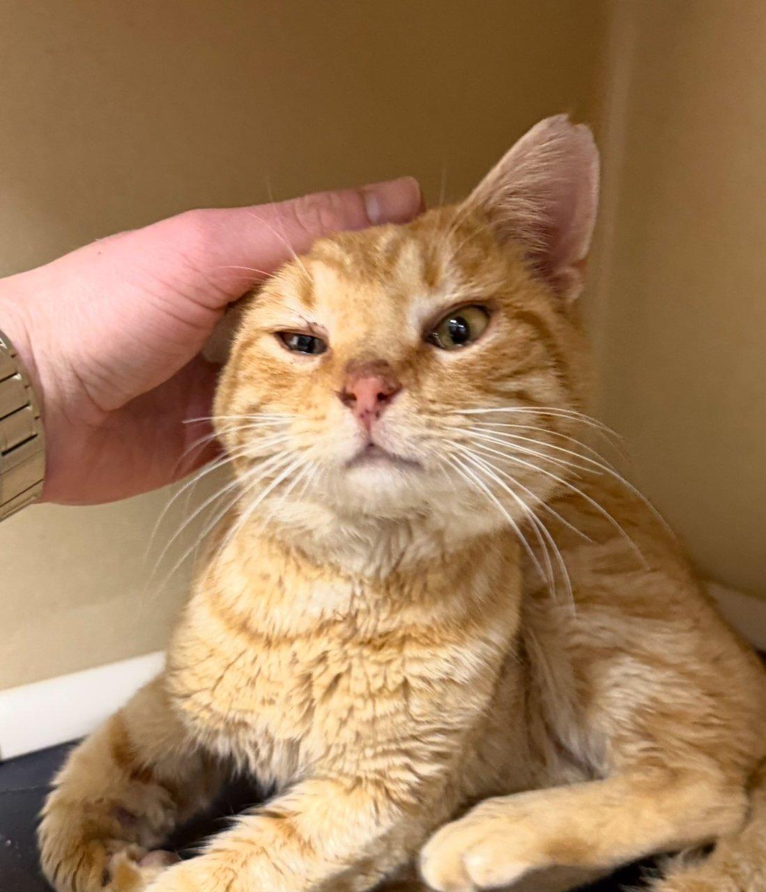 Onigiri, a Adoptable Domestic Short Hair in Raleigh, NC image 1/2