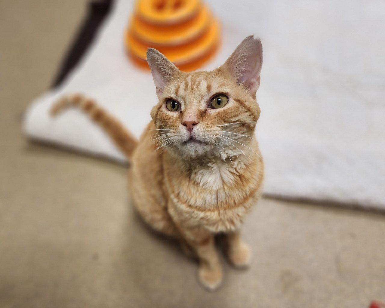 Onigiri, a Adoptable Domestic Short Hair in Raleigh, NC image 2/2