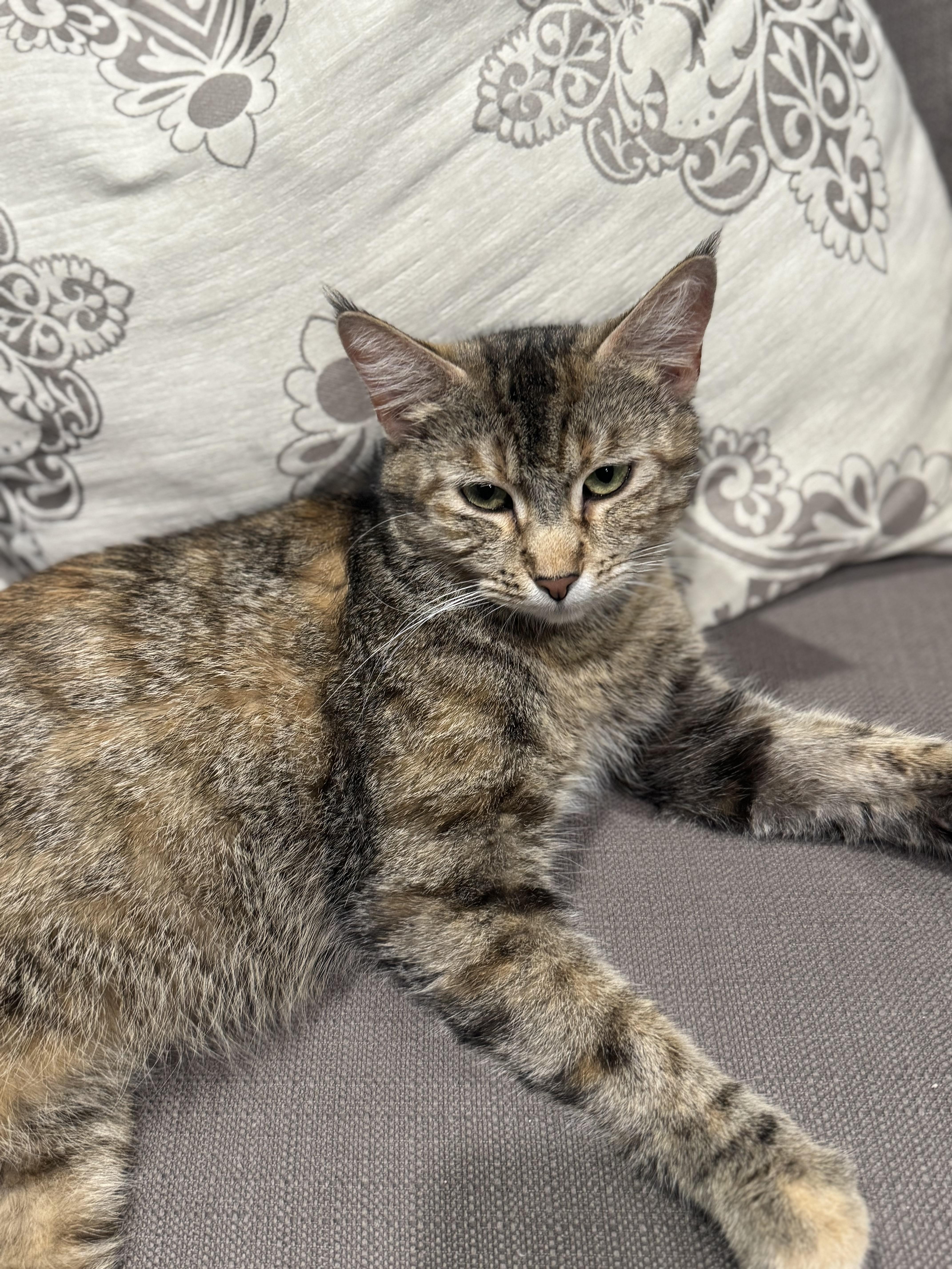 Tiger, Adoptable, Young Female Domestic Short Hair.