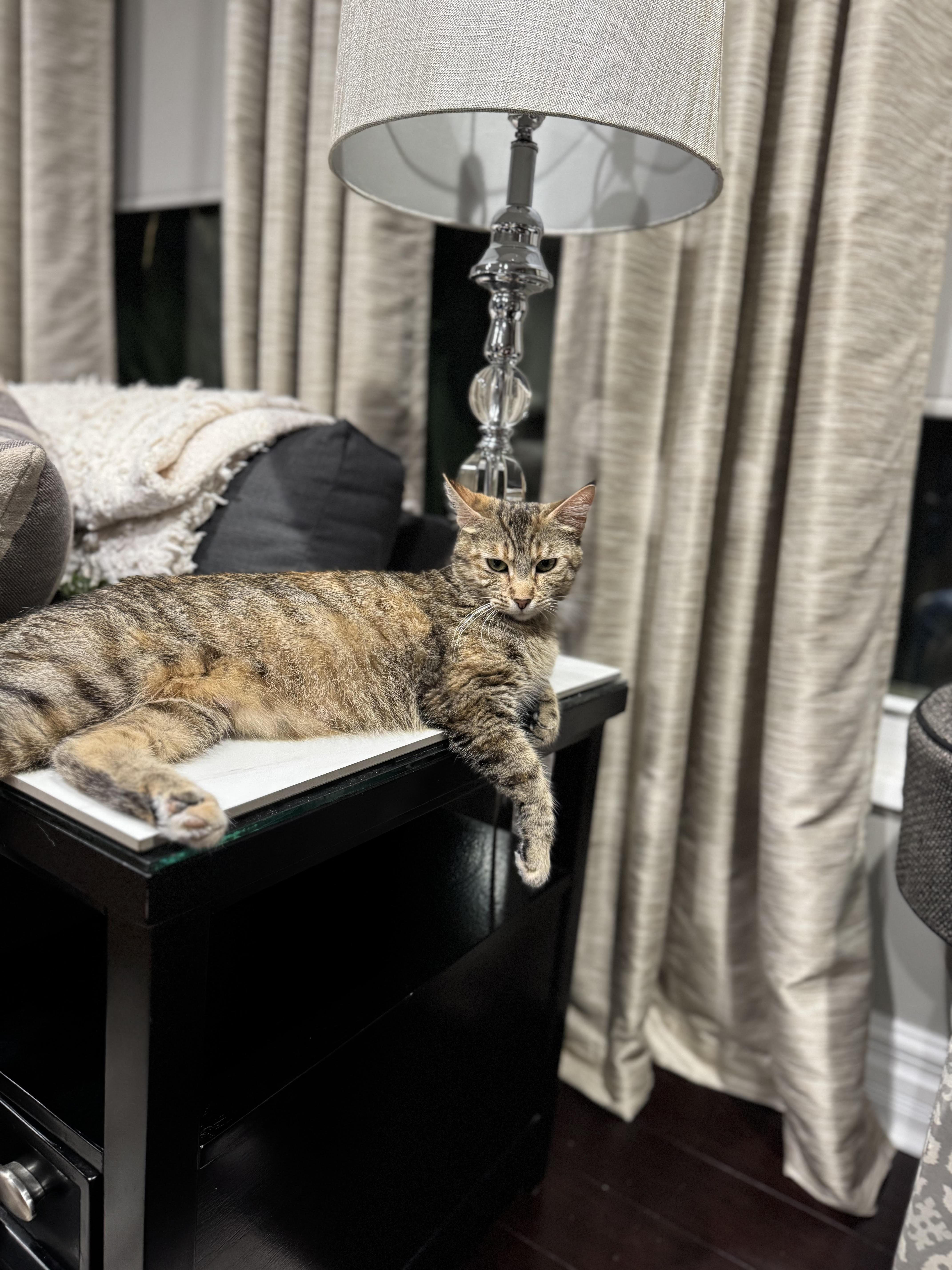 Enlarge Tiger, a Adoptable Domestic Short Hair in Long Beach, CA image 2/3