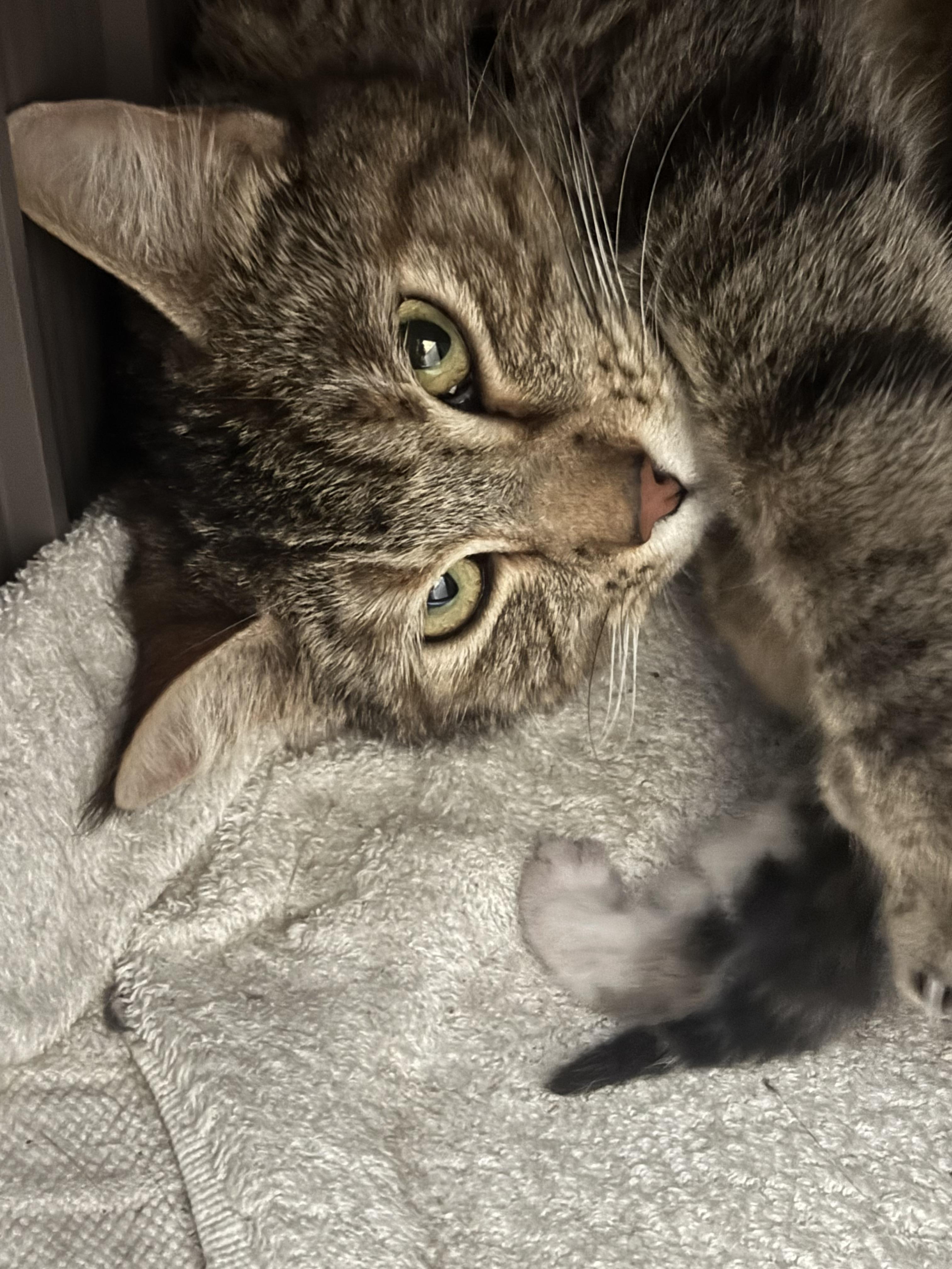 Enlarge Tiger, a Adoptable Domestic Short Hair in Long Beach, CA image 3/3