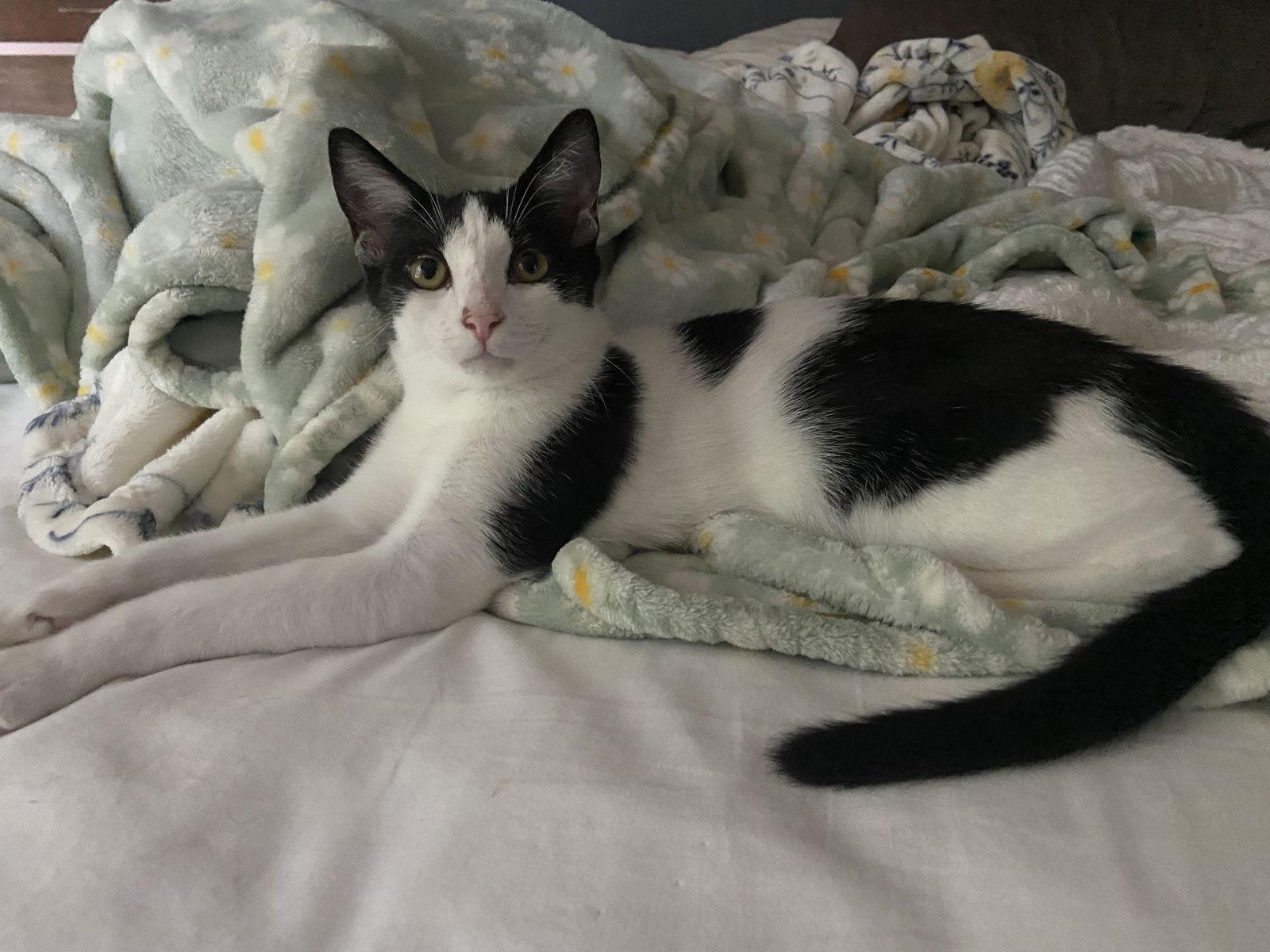 Conrad - KITTEN in foster, Adoptable, Young Male Domestic Short Hair.