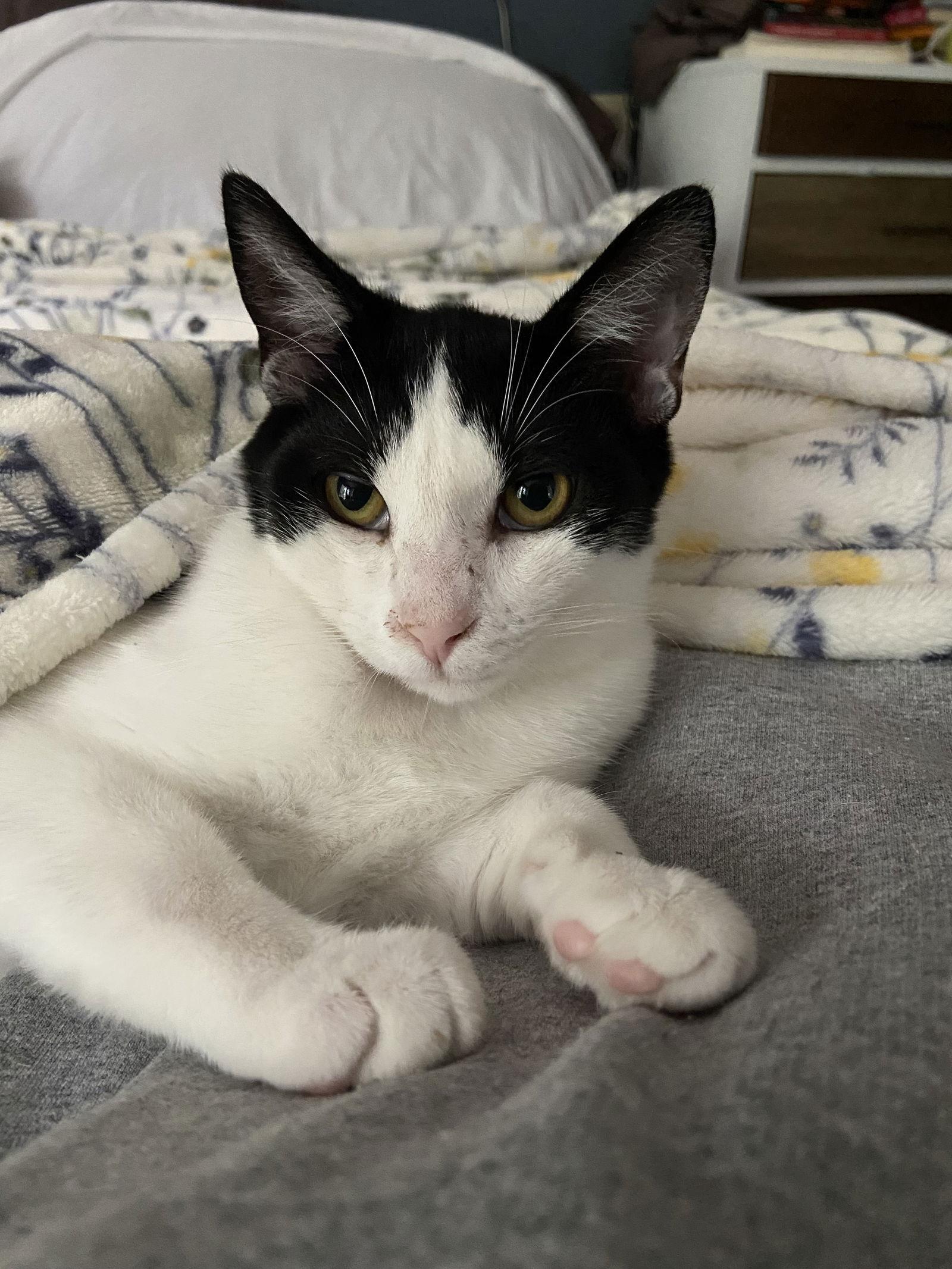 Enlarge Conrad - KITTEN in foster, a Adoptable Domestic Short Hair in Alexandria, VA image 2/2