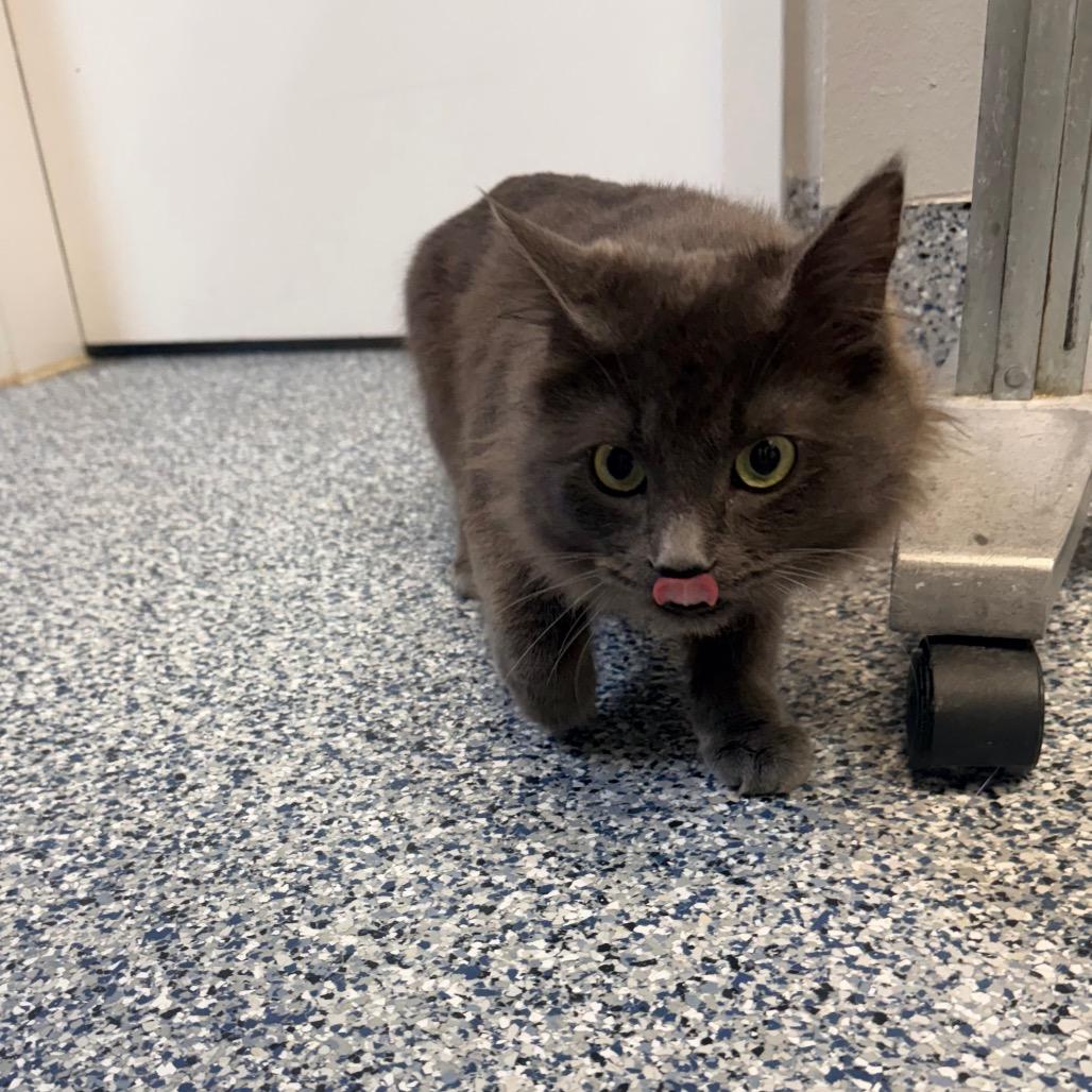 Coffee, Adoptable, Young Male Domestic Long Hair.