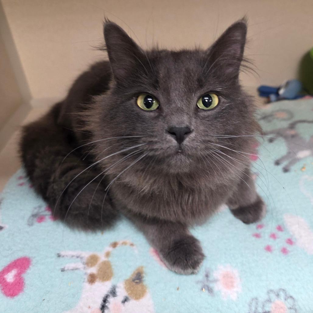 Enlarge Coffee, a Adoptable Domestic Long Hair in Great Falls, MT image 2/2