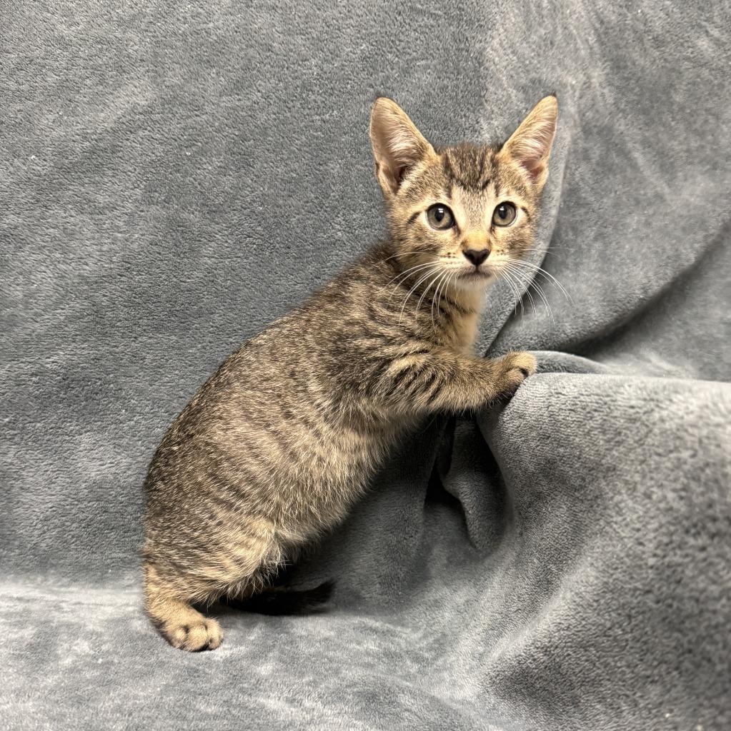 Jane, a Adoptable mixed breed in Brenham, TX image 2/6