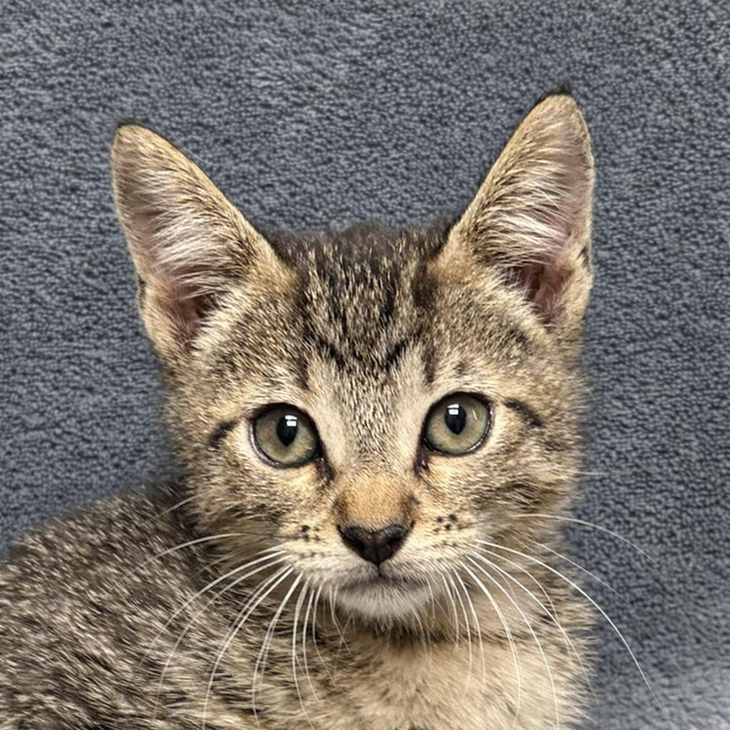 Jane, Adoptable, Kitten Female Domestic Short Hair.