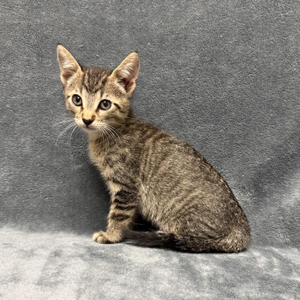 Jane, a Adoptable mixed breed in Brenham, TX image 4/6