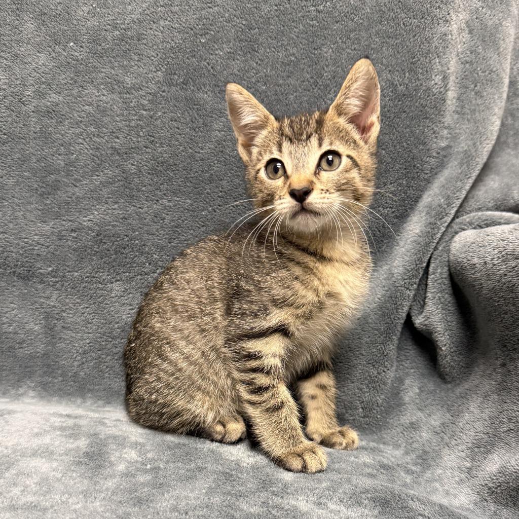 Jane, a Adoptable mixed breed in Brenham, TX image 6/6