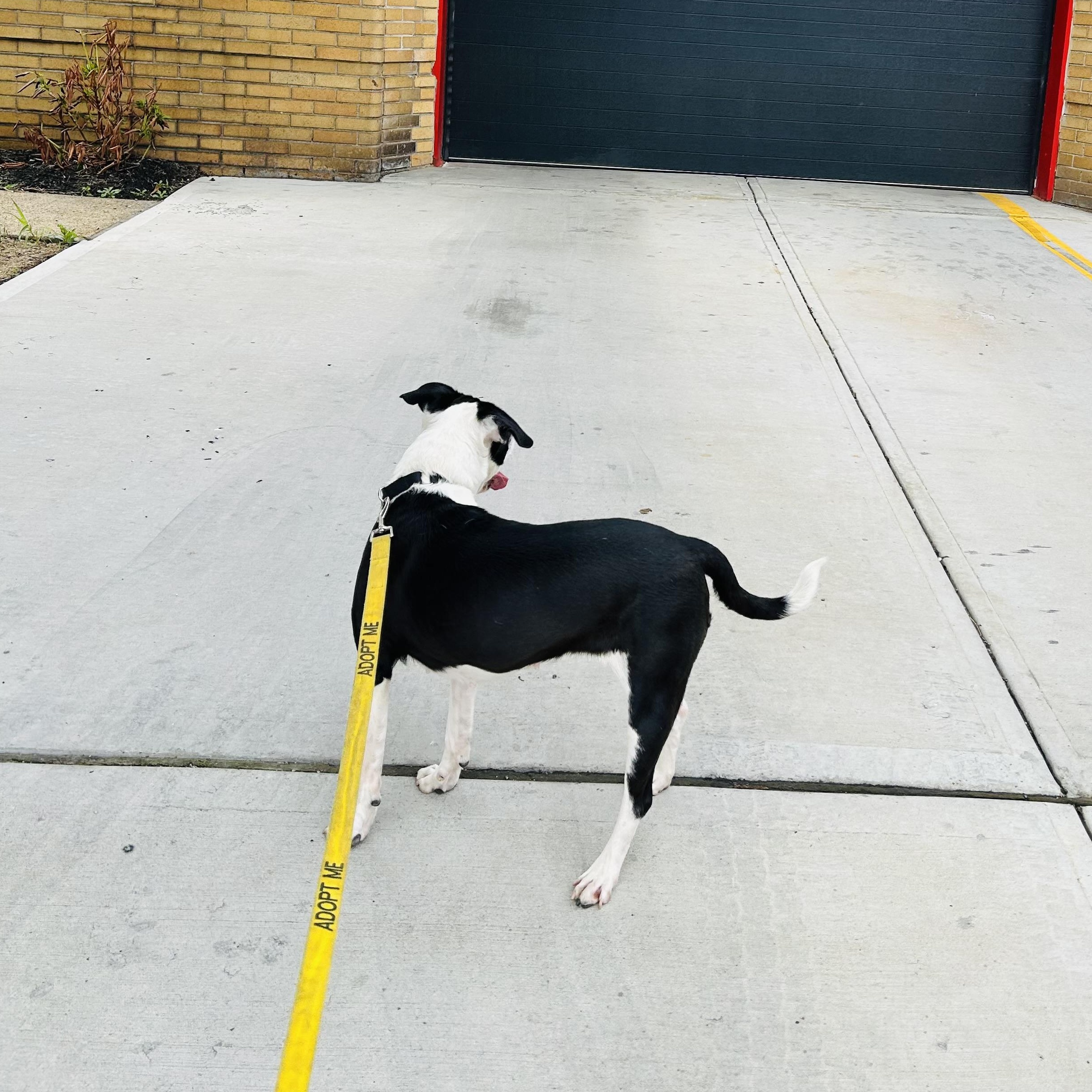 Zoe, a ADOPTABLE American Bully in East Orange, NJ image 2/4