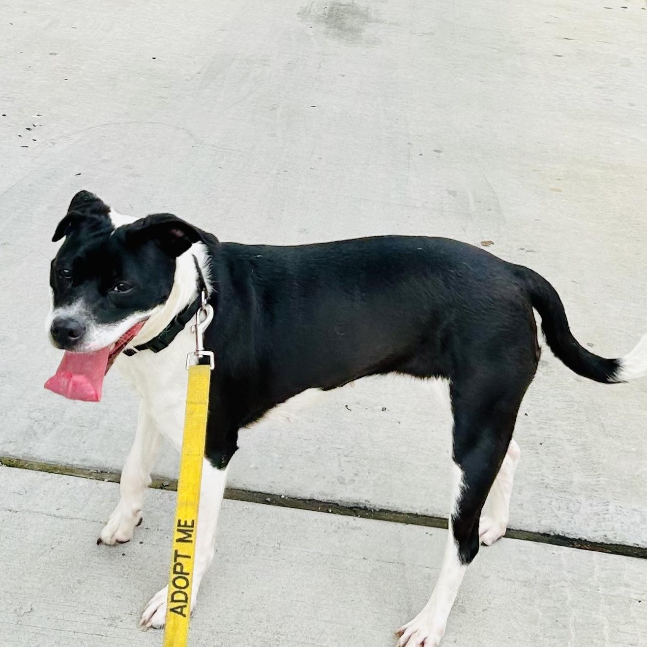 Zoe, a ADOPTABLE American Bully in East Orange, NJ image 3/4