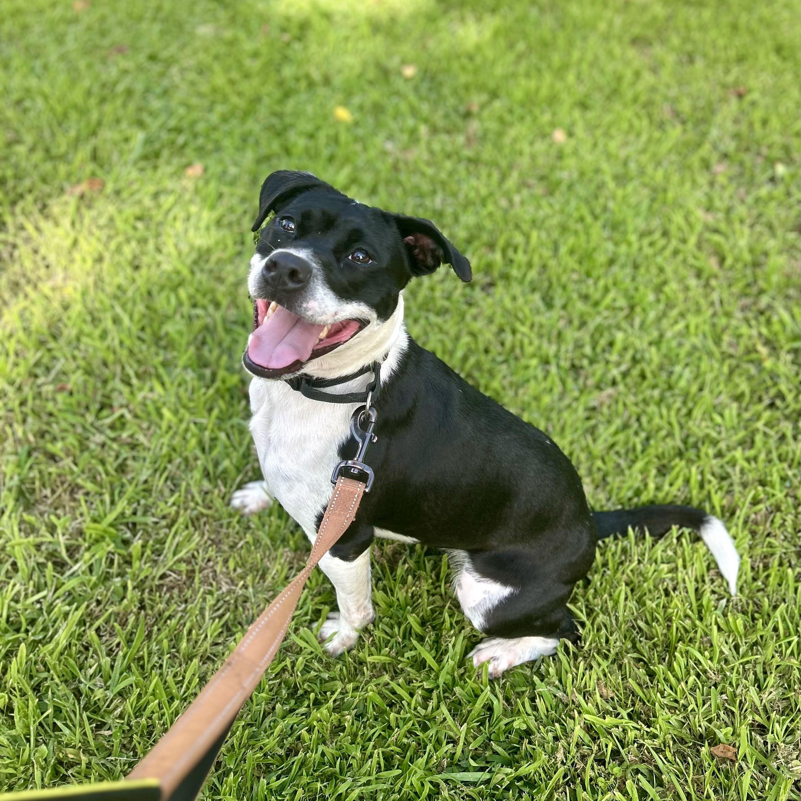Zoe, ADOPTABLE, Adult Female American Bully.