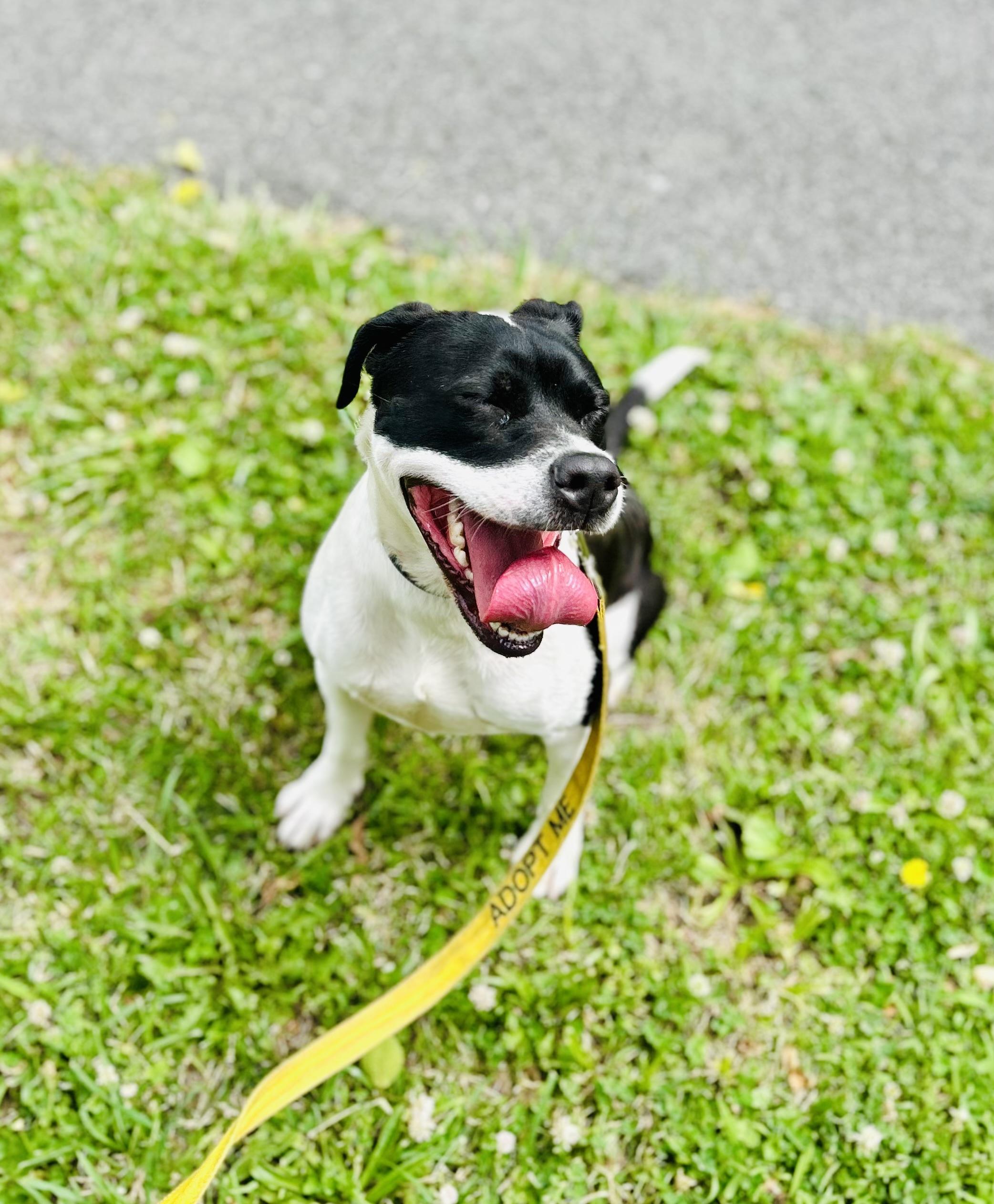 Zoe, ADOPTABLE, Adult Female American Bully.