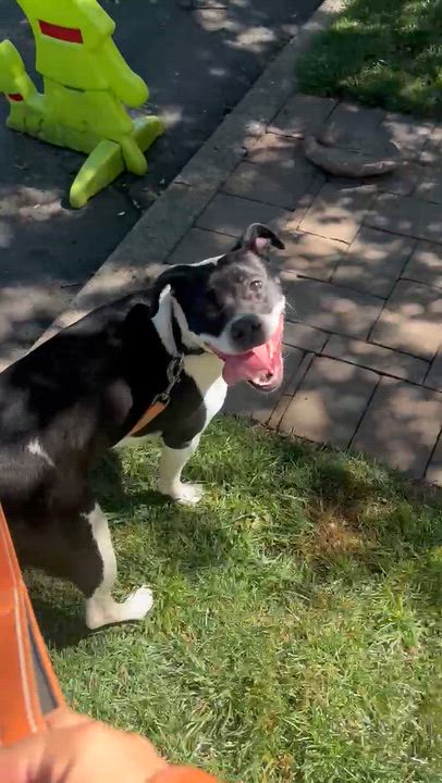 Enlarge Zoe, a ADOPTABLE American Bully in East Orange, NJ video 4/4