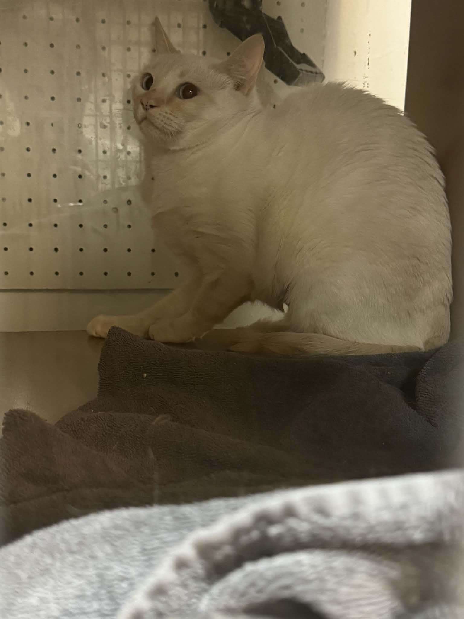 Enlarge Womp Womp, a Adoptable mixed breed in Wasilla, AK image 1/1