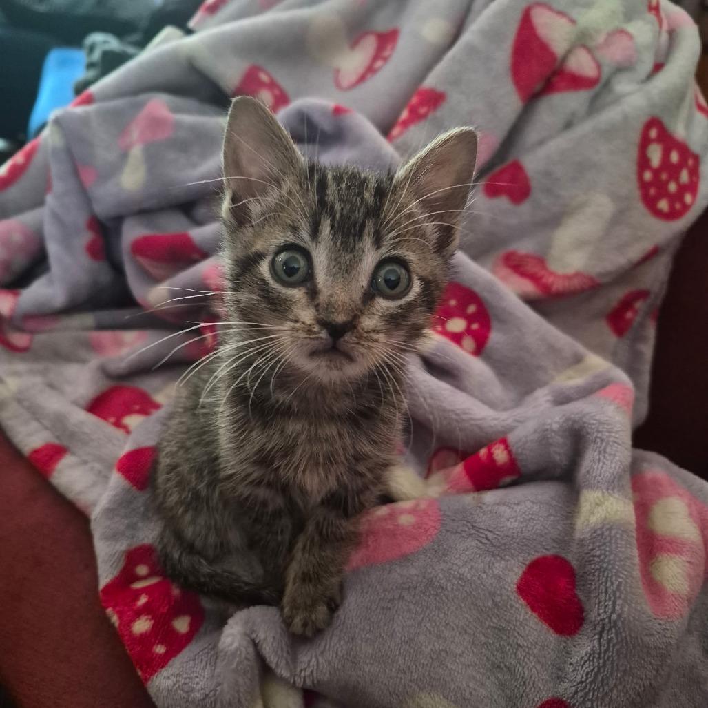 Enlarge Ubba, a Adoptable mixed breed in Richland, MI image 2/2