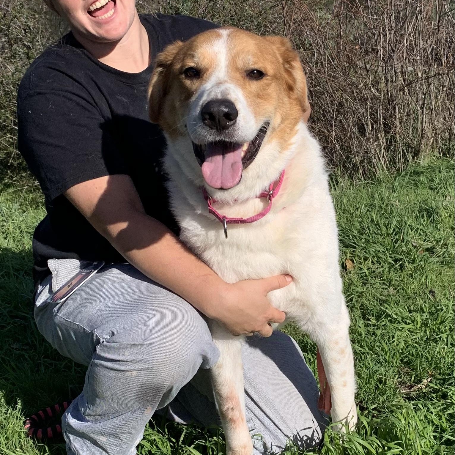 Nuggett, a ADOPTABLE mixed breed in Grass Valley, CA image 1/6