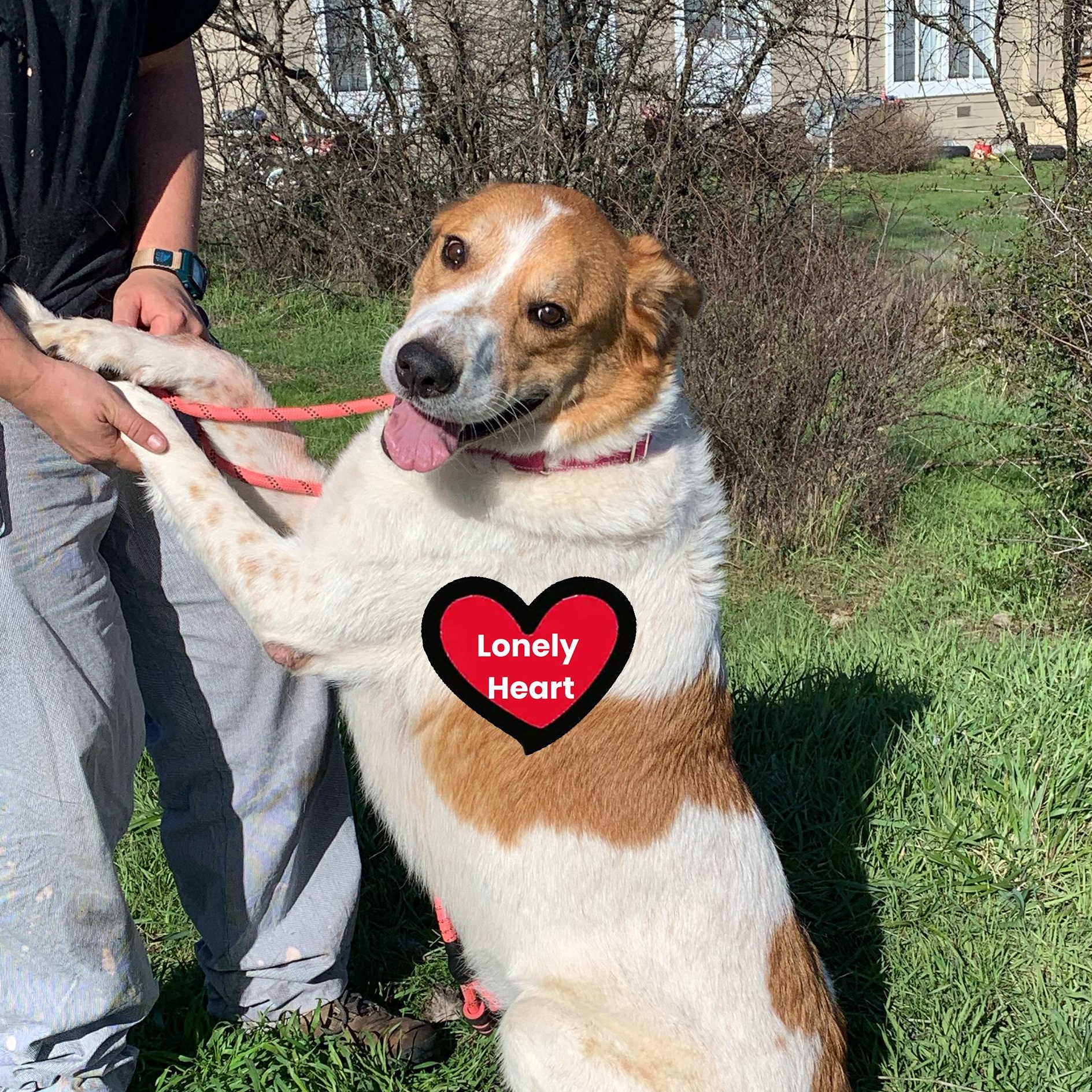 Nuggett, adoptable, Adult Male Anatolian Shepherd.