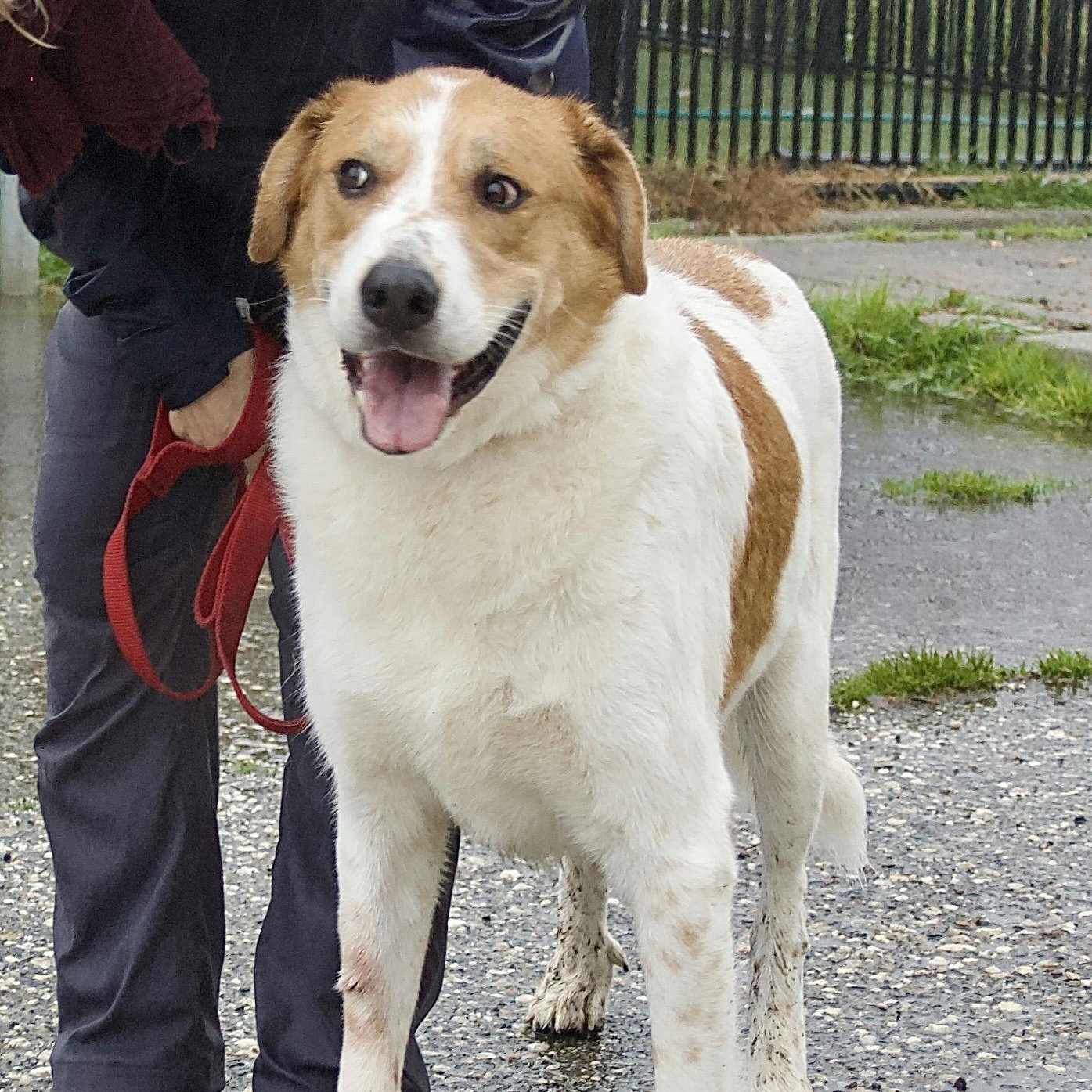 Nuggett, a ADOPTABLE mixed breed in Grass Valley, CA image 2/6