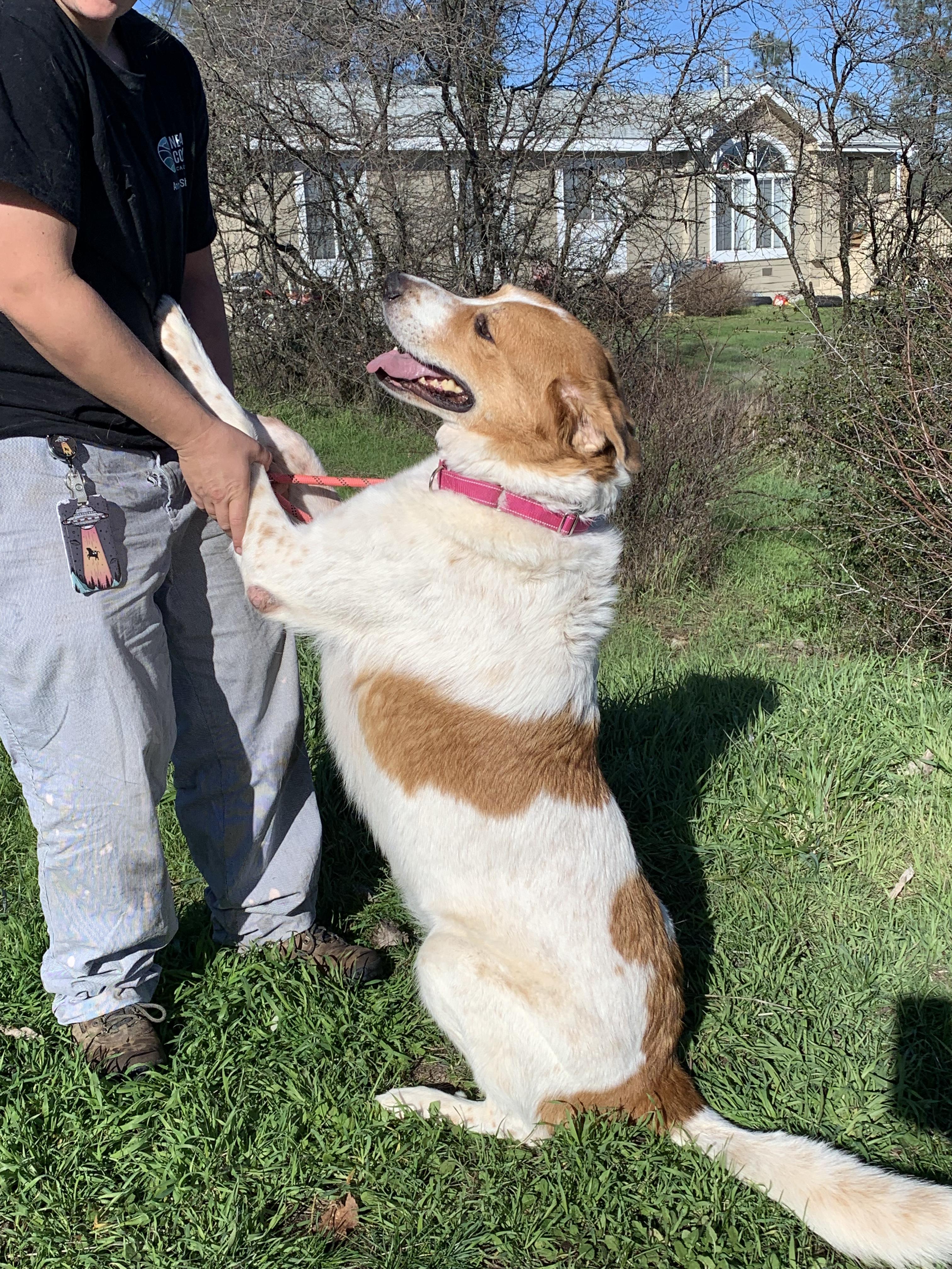 Nuggett, a ADOPTABLE mixed breed in Grass Valley, CA image 6/6