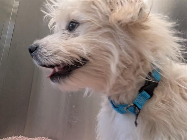 RIDE, Adoptable, Young Male Poodle & Mixed Breed.