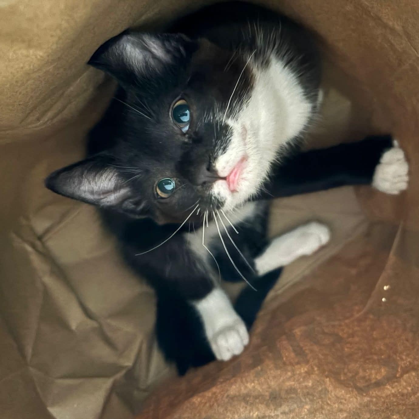 Enlarge Romeo, a ADOPTABLE Domestic Short Hair in Notre Dame de Grâce- Montreal, QC image 5/5