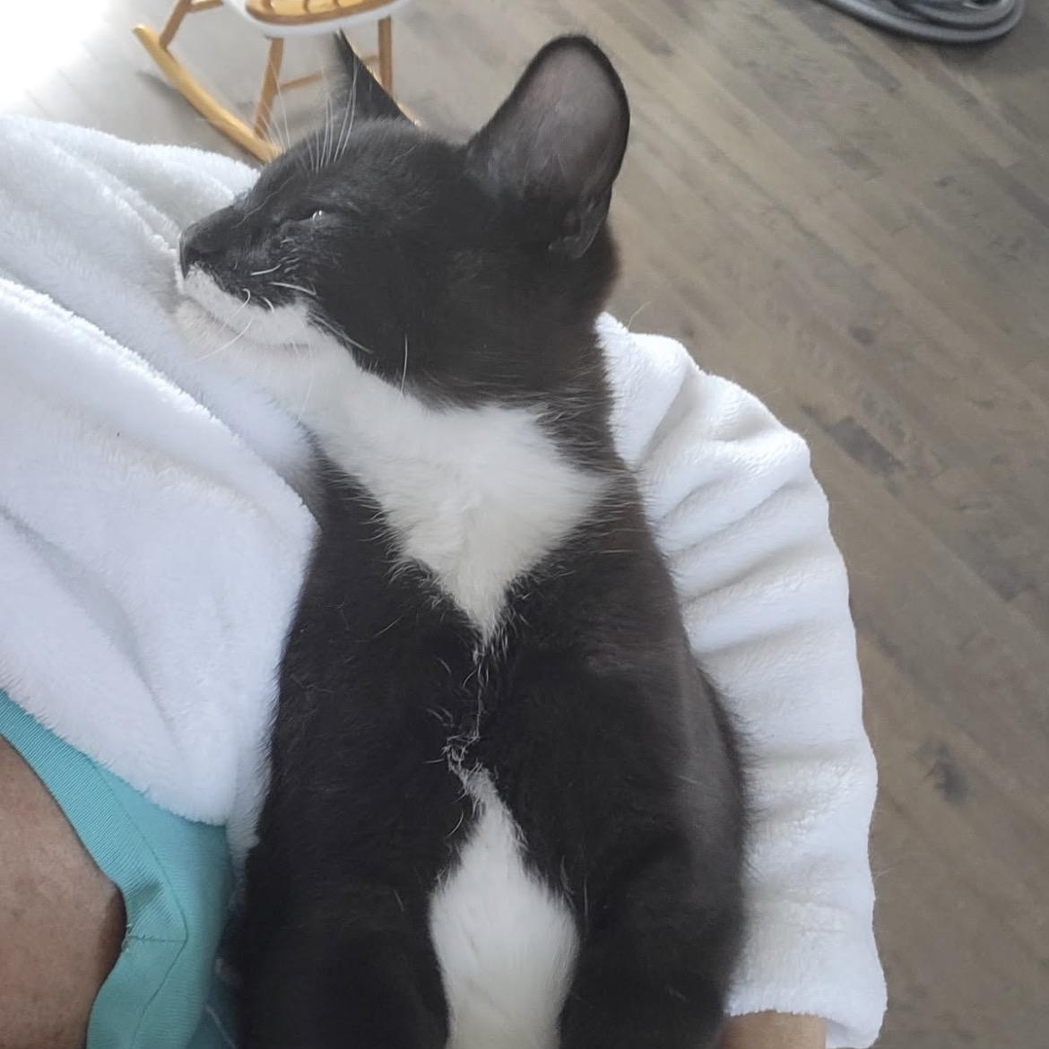 Romeo, a ADOPTABLE Domestic Short Hair in Notre Dame de Grâce- Montreal, QC image 5/6