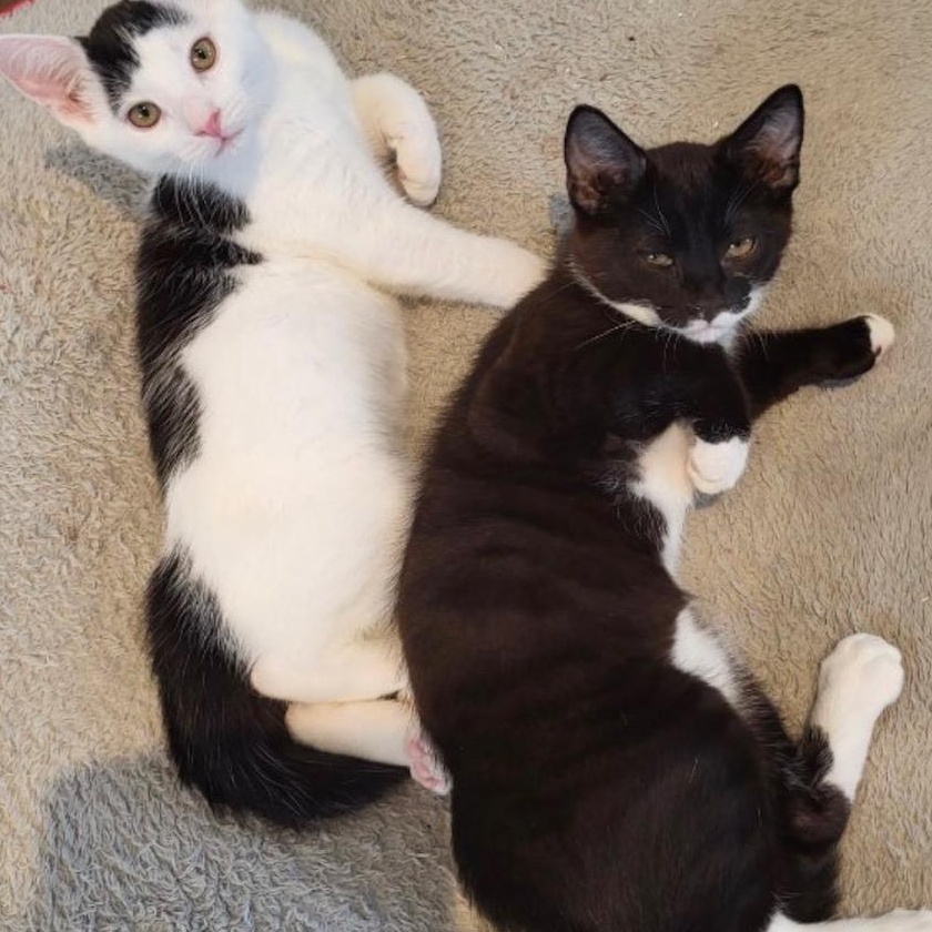 Romeo, a ADOPTABLE Domestic Short Hair in Notre Dame de Grâce- Montreal, QC image 6/6