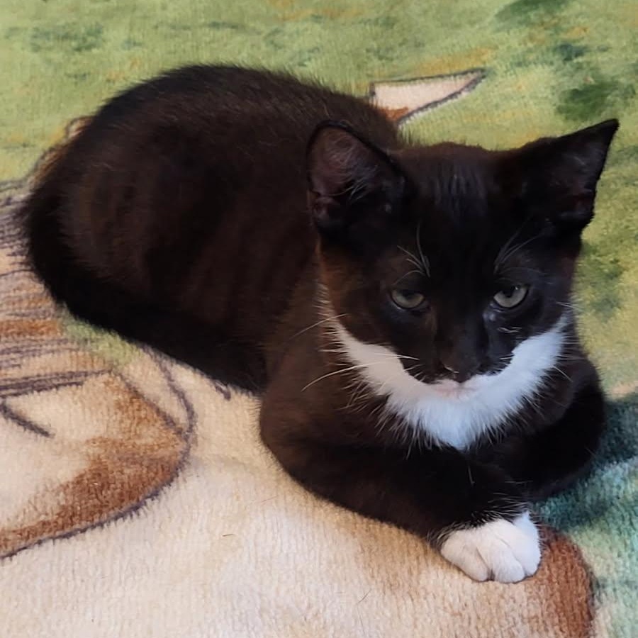 Enlarge Romeo, a ADOPTABLE Domestic Short Hair in Notre Dame de Grâce- Montreal, QC image 2/5