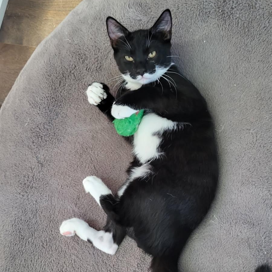Enlarge Romeo, a ADOPTABLE Domestic Short Hair in Notre Dame de Grâce- Montreal, QC image 4/6