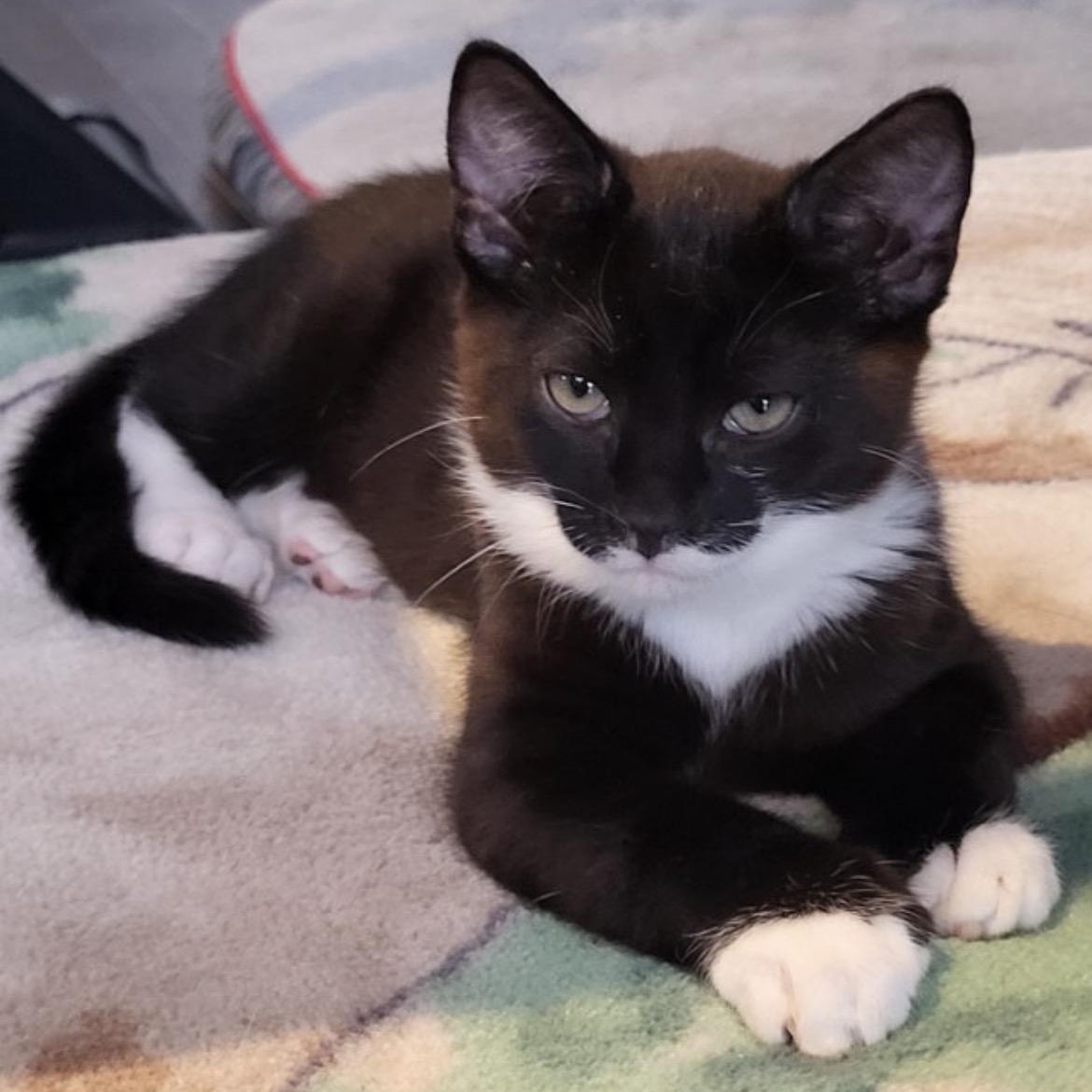 Romeo, ADOPTABLE, Kitten Male Domestic Short Hair.