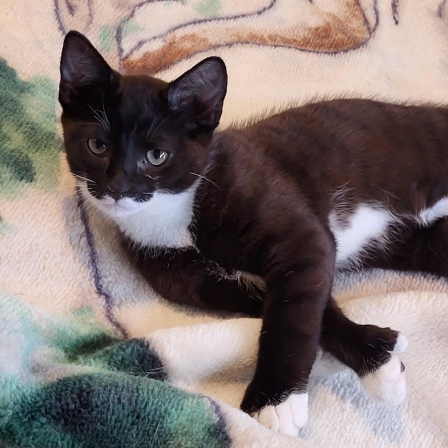 Enlarge Romeo, a ADOPTABLE Domestic Short Hair in Notre Dame de Grâce- Montreal, QC image 1/5