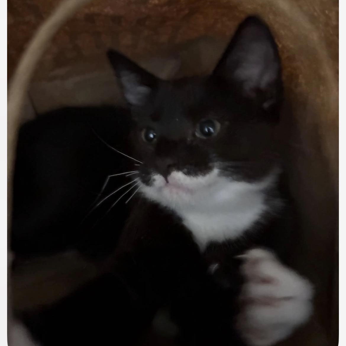Enlarge Romeo, a ADOPTABLE Domestic Short Hair in Notre Dame de Grâce- Montreal, QC image 4/5