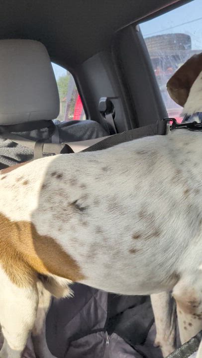 Enlarge Rocky, a Adoptable mixed breed in Billings, MT video 4/6