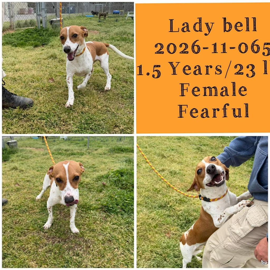 2025-11-065 *Lady Bell*, Adoptable, Young Female Terrier.