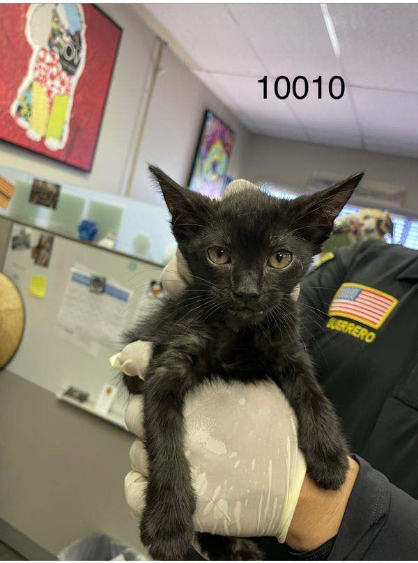 Batman, Adoptable, Kitten Male Domestic Short Hair.