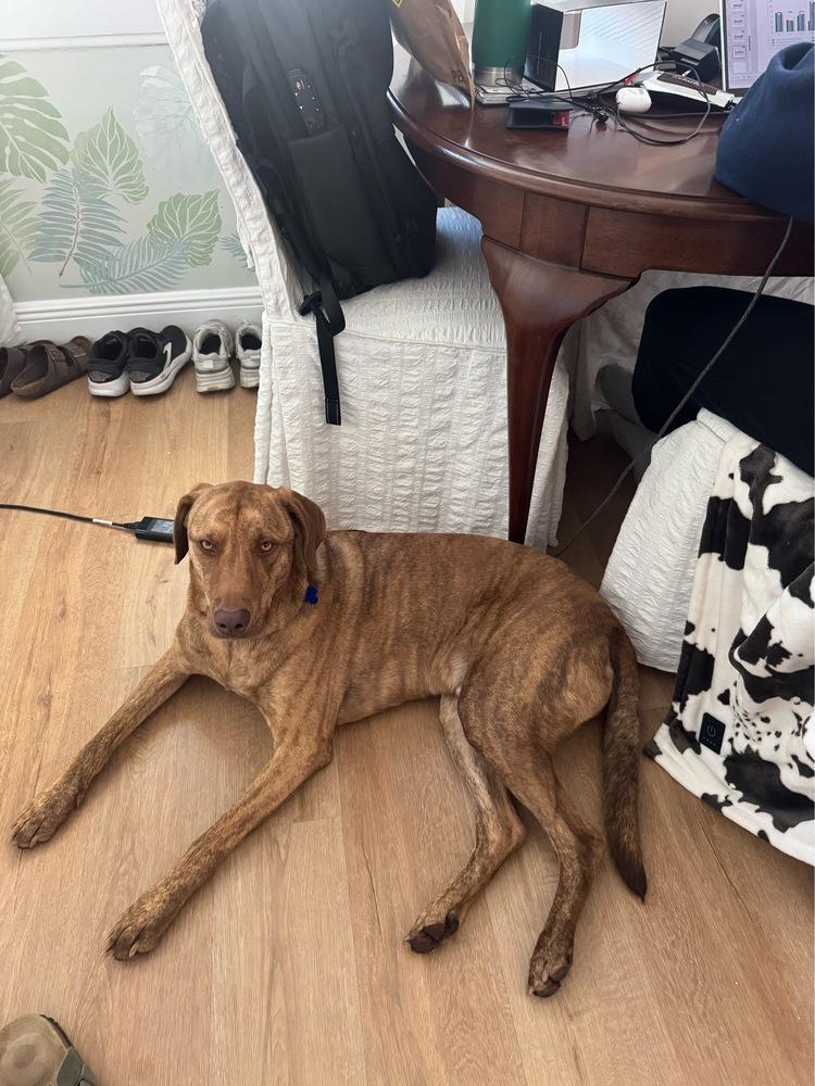 Enlarge Odin, a Adoptable mixed breed in Seminole, FL image 1/6