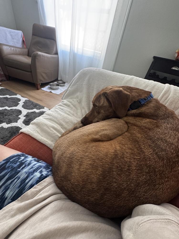 Enlarge Odin, a Adoptable mixed breed in Seminole, FL image 2/6