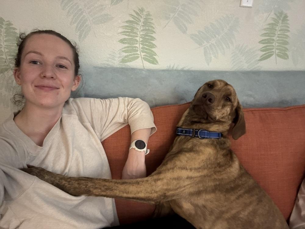 Enlarge Odin, a Adoptable mixed breed in Seminole, FL image 3/6