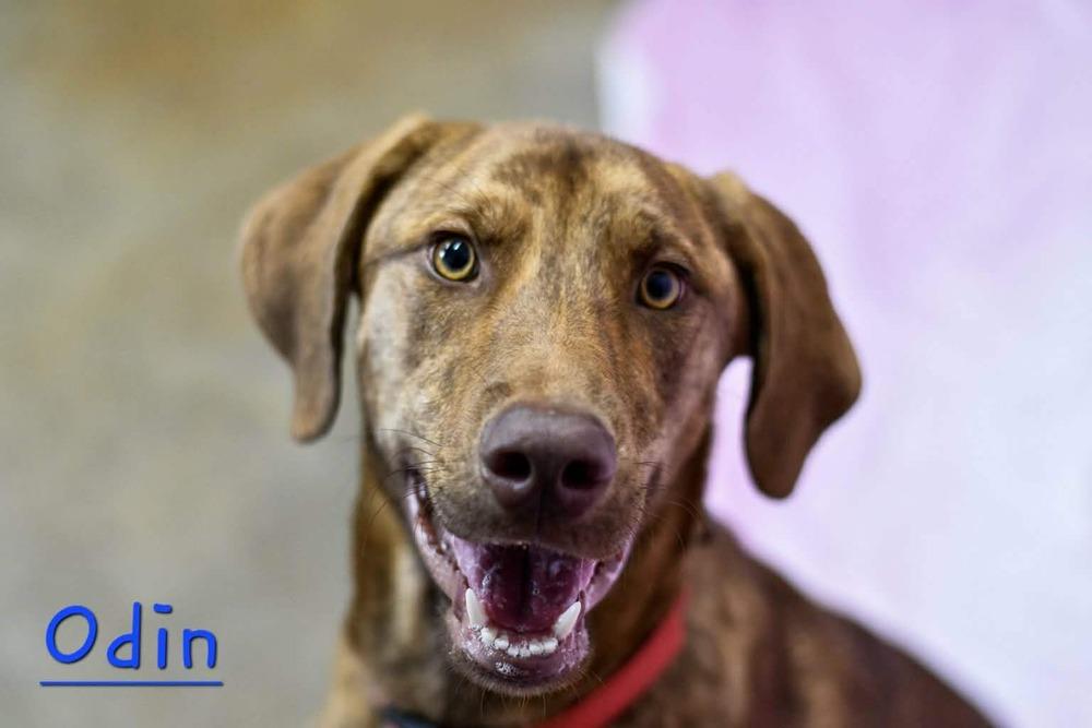 Enlarge Odin, a Adoptable mixed breed in Seminole, FL image 4/6