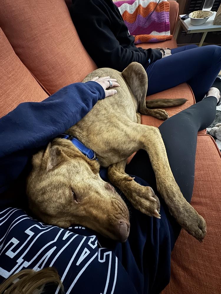 Enlarge Odin, a Adoptable mixed breed in Seminole, FL image 6/6