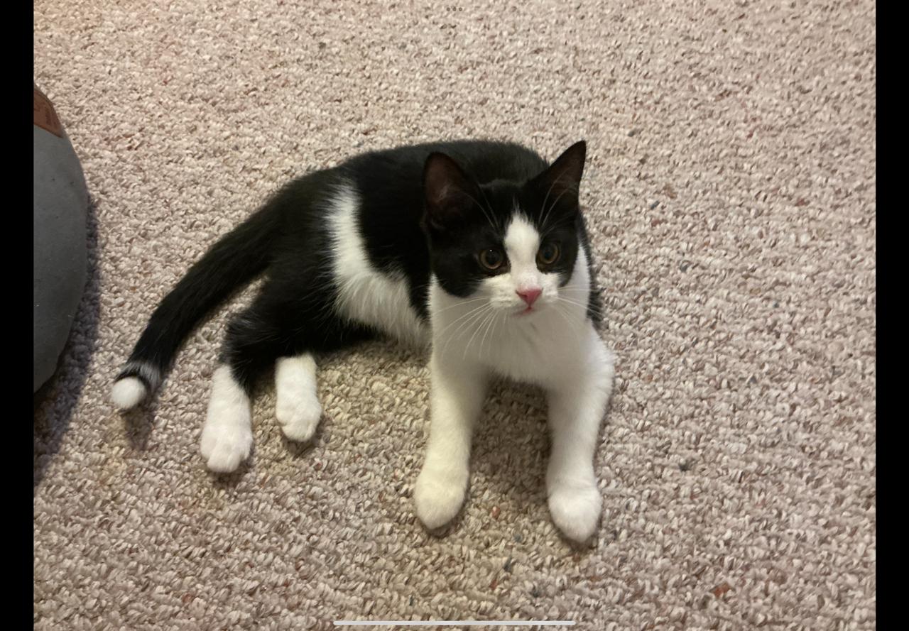 Chloe and Callie, an adopted Domestic Short Hair in Mississauga, ON image 3/3