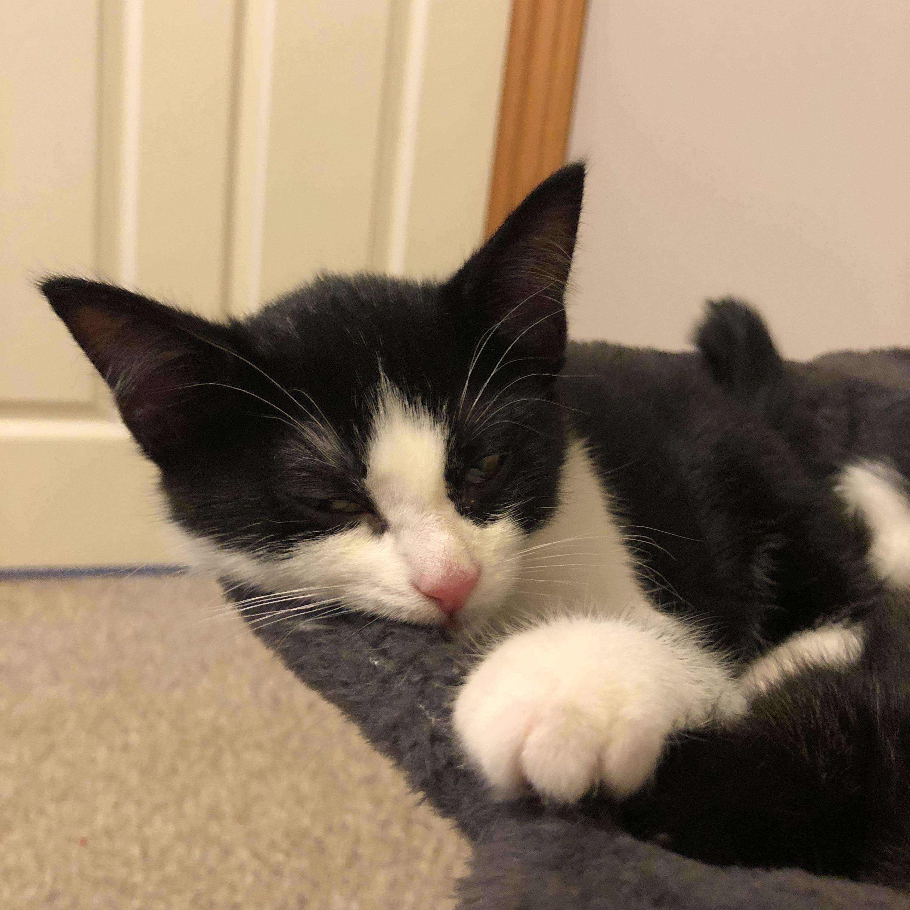 Chloe and Callie, adopted, Kitten Female Domestic Short Hair.