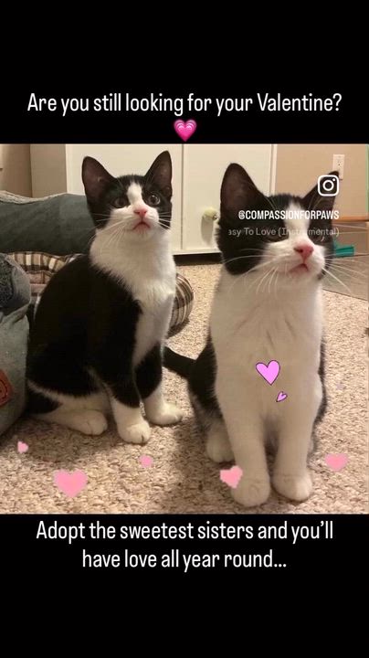 Enlarge Chloe and Callie, an adopted Domestic Short Hair in Mississauga, ON video 1/3