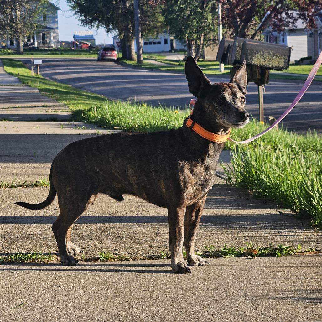Nero, Adoptable, Senior Male Chihuahua.