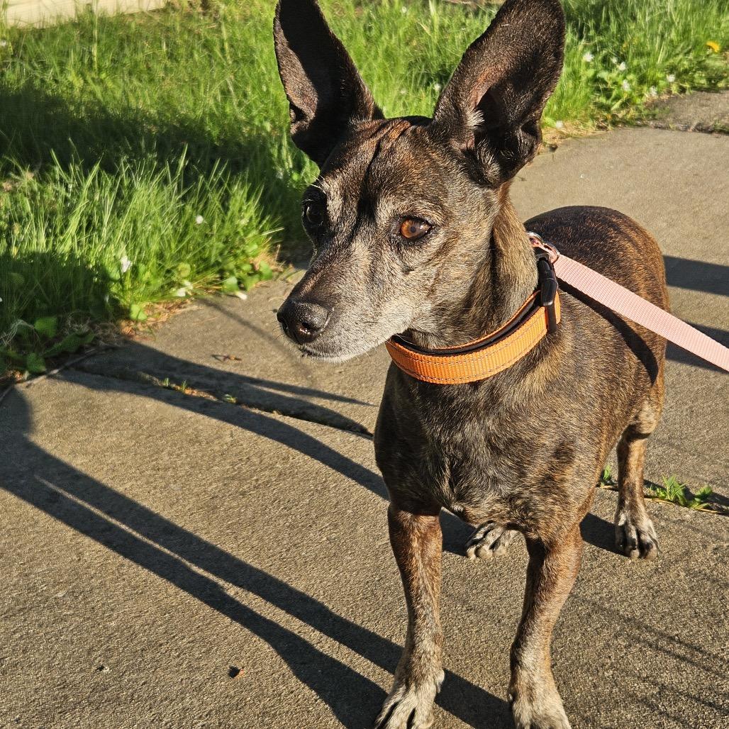 Nero, a Adoptable Chihuahua in Alma, WI image 3/6