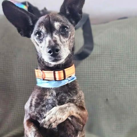 Nero, a Adoptable Chihuahua in Alma, WI image 5/6