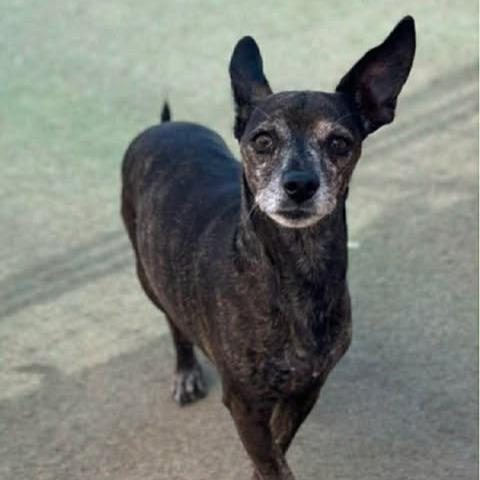 Nero, a Adoptable Chihuahua in Alma, WI image 6/6